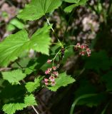 Ribes biebersteinii