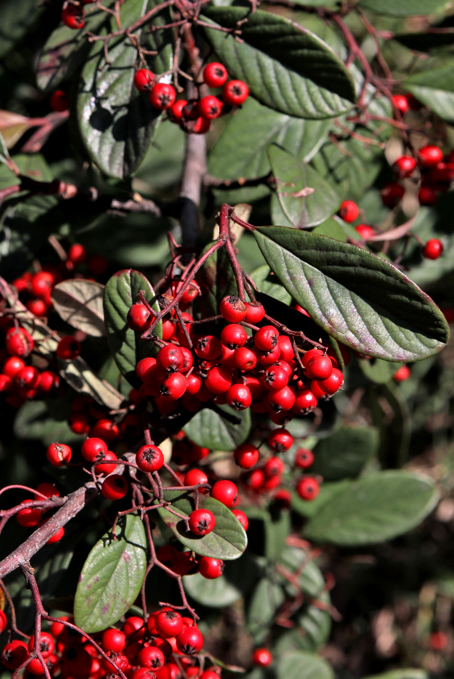 Image of Cotoneaster glaucophyllus var. serotinus specimen.