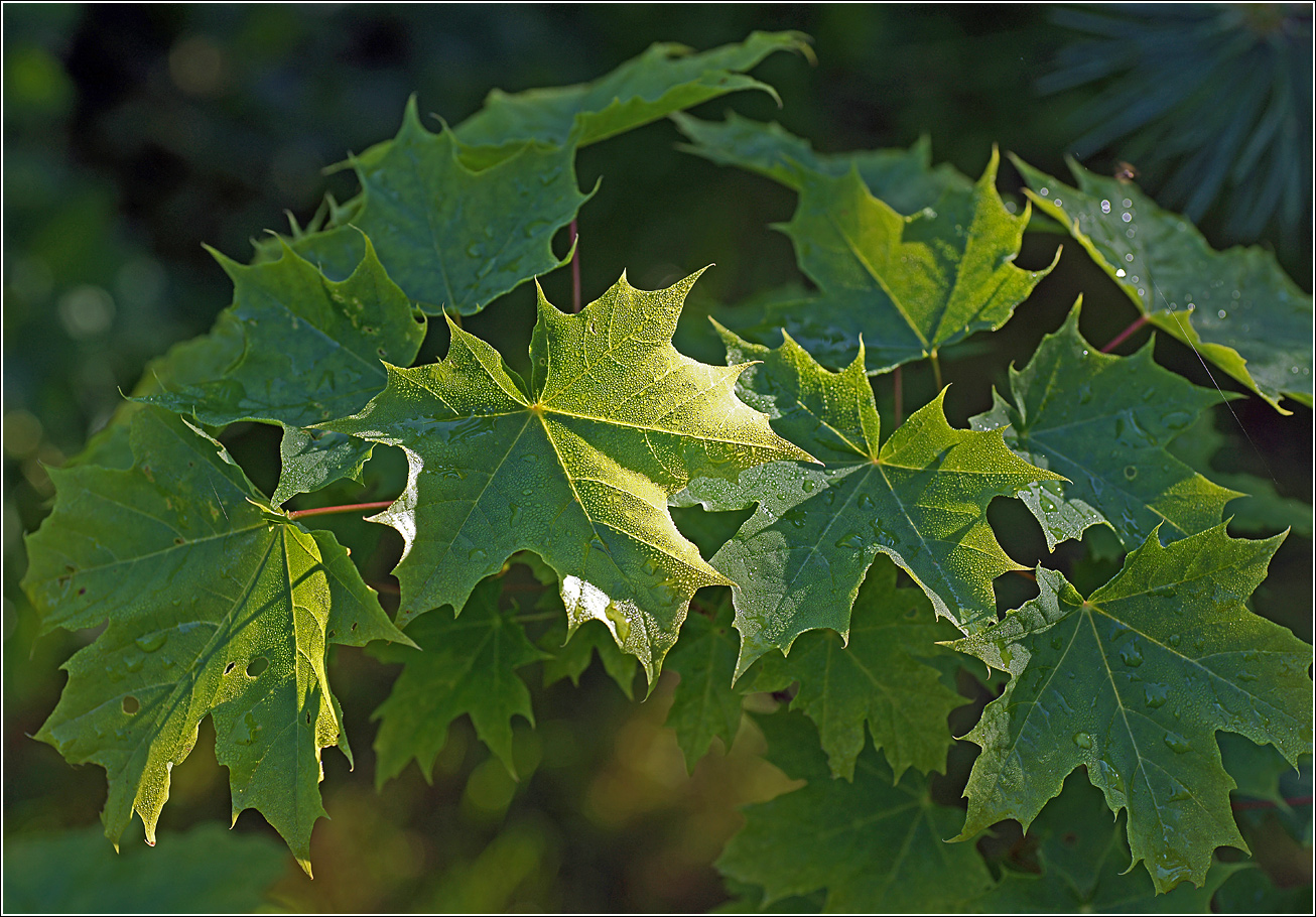 Изображение особи Acer platanoides.