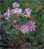 неопознанный вид. Соцветие, покрытое утренним инеем. Московская обл., Раменский р-н, окр. дер. Хрипань, садовый участок. 30.09.2010.