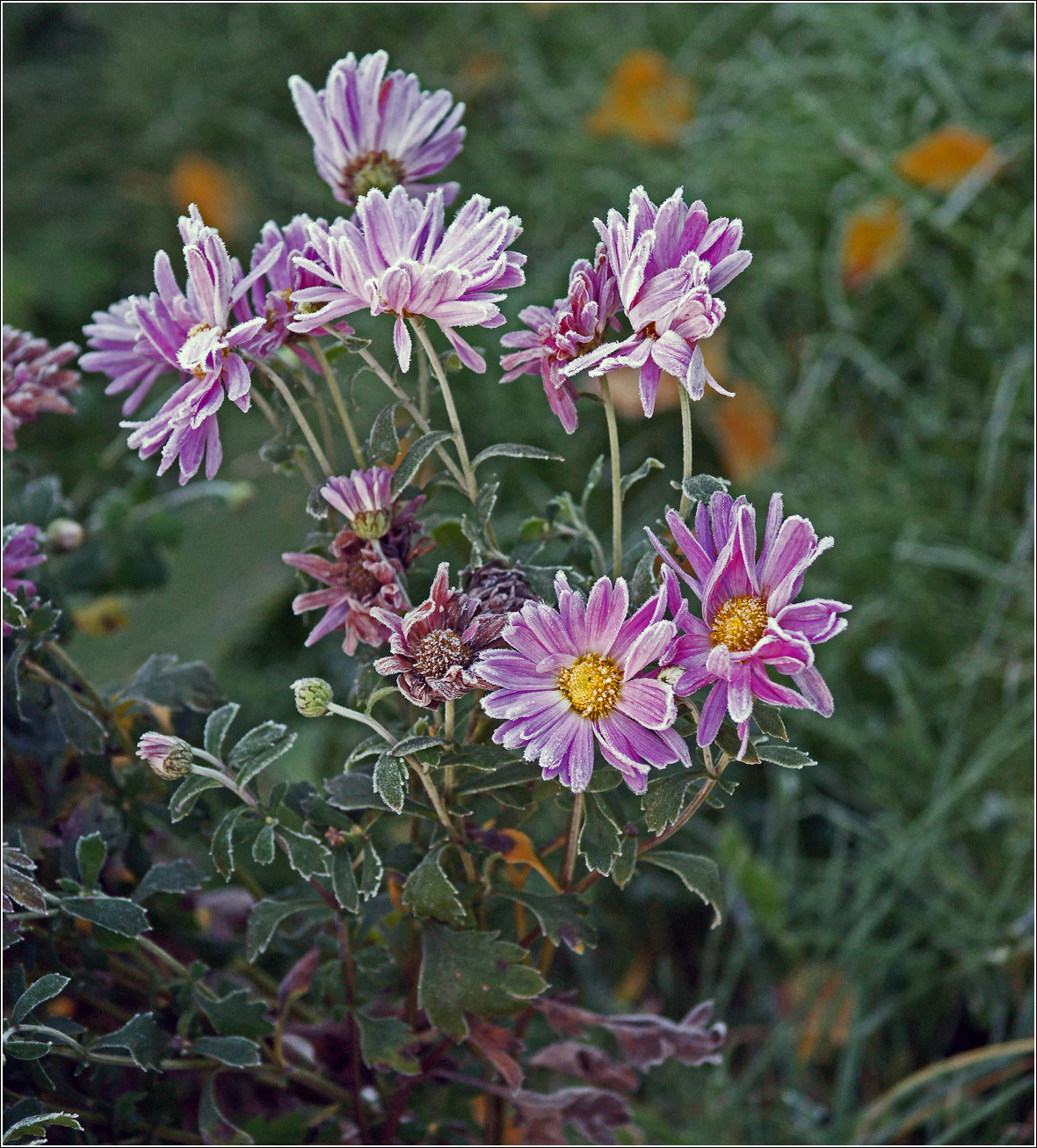 Изображение особи Неопознанный вид.