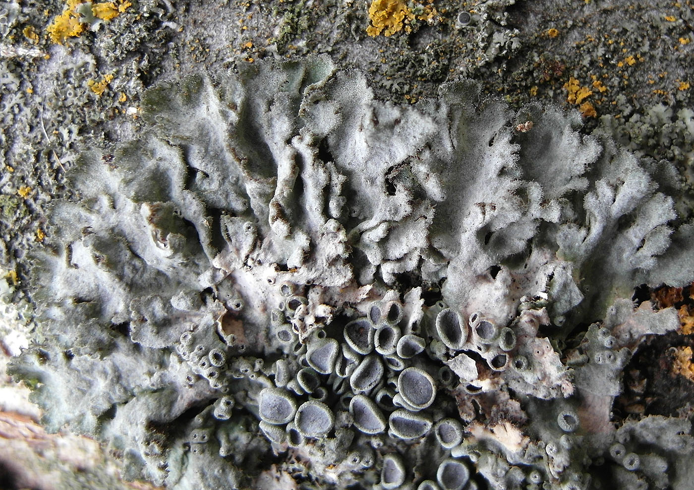 Image of Anaptychia desertorum specimen.