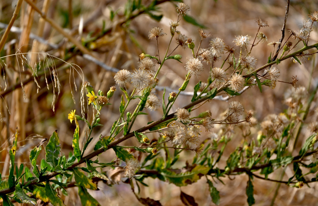 Image of Dittrichia viscosa specimen.