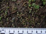 Oxalis stricta. Проростки. Красноярский край, Ермаковский р-н, пос. Танзыбей, сорное на огороде. 11.05.2026.