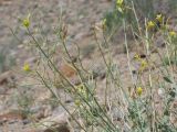 Sisymbrium isfarense. Верхушки побегов с плодами и цветками. Киргизия, Баткенская обл., Баткенский р-н, окр. с. Самаркандык, Туркестанский хр., горы Сары-Тоо, уроч. Мадыген, пестроцветы. 9 мая 2026 г.