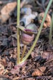 Asarum sieboldii. Цветок и основание стебля. Приморский край, хр. Тимпур (Береговой), смешанный лес. 13.05.2026.