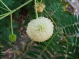 Leucaena leucocephala