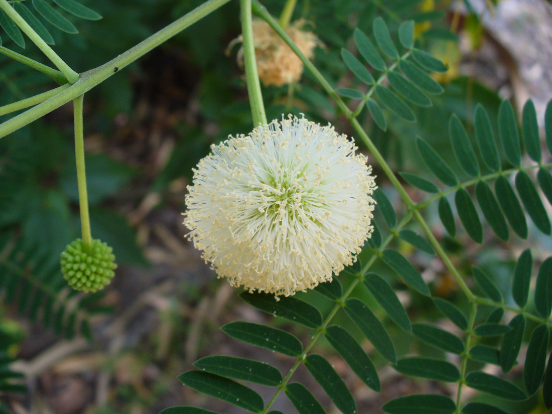 Изображение особи Leucaena leucocephala.