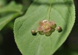 View full-size image Euonymus pauciflorus