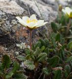 Dryas ajanensis. Цветущее растение. Хабаровский край, р-н имени Лазо, массив горы Ко, гора Столовая, выс. ≈ 1800 м н.у.м., горная тундра. 22.06.2026.