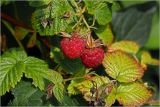 Rubus idaeus. Созревшие плоды и клоп на листе. Московская обл., Раменский р-н, окр. дер. Хрипань, садовый участок. 29.06.2026.