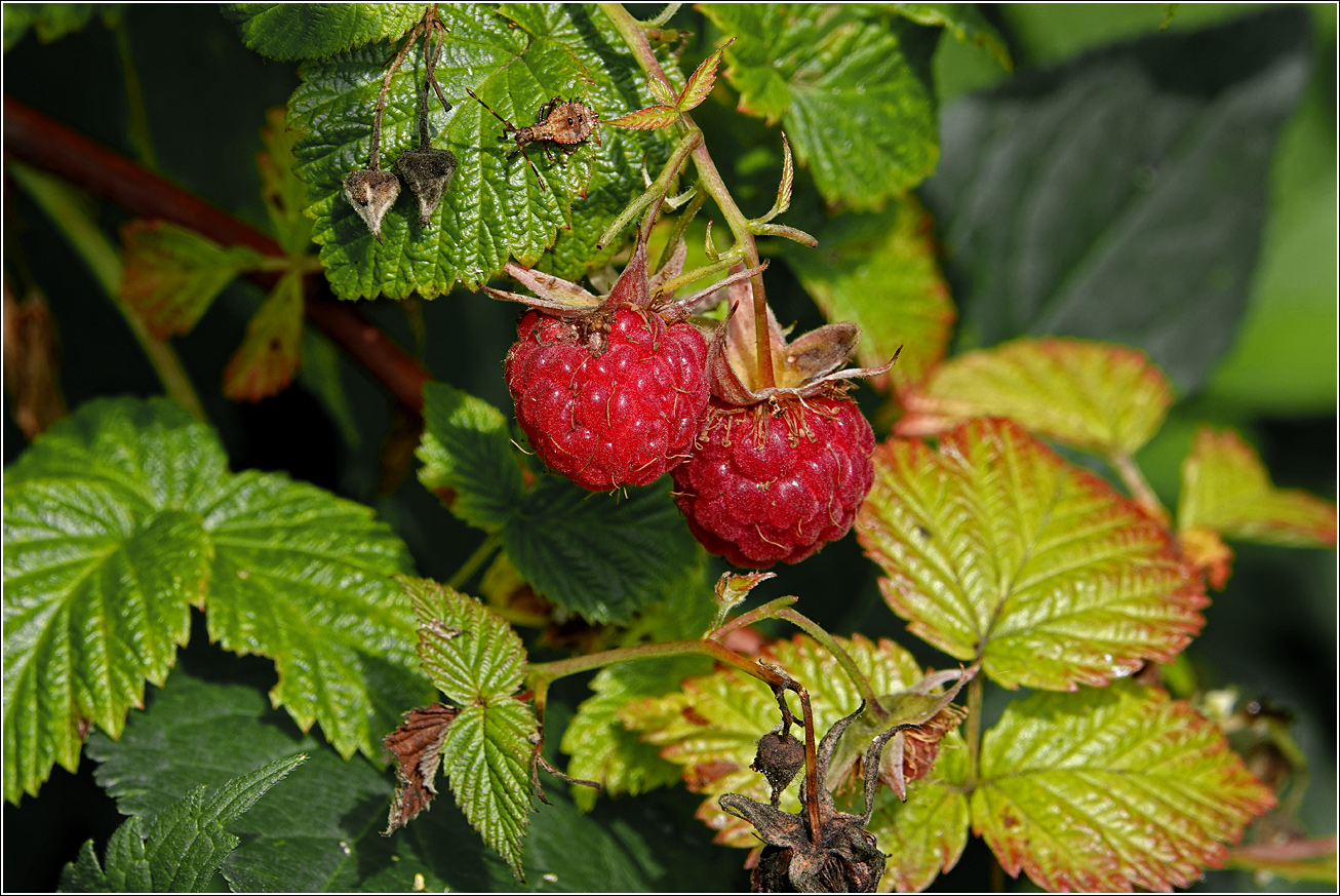 Изображение особи Rubus idaeus.