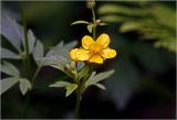 род Ranunculus. Цветок. Московская обл., Раменский р-н, окр. ж.-д. платформы Хрипань, просека. 04.06.2026.