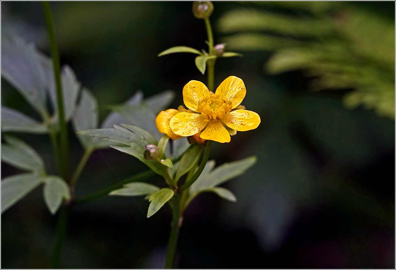 Изображение особи Ranunculus repens.