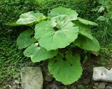 род Petasites