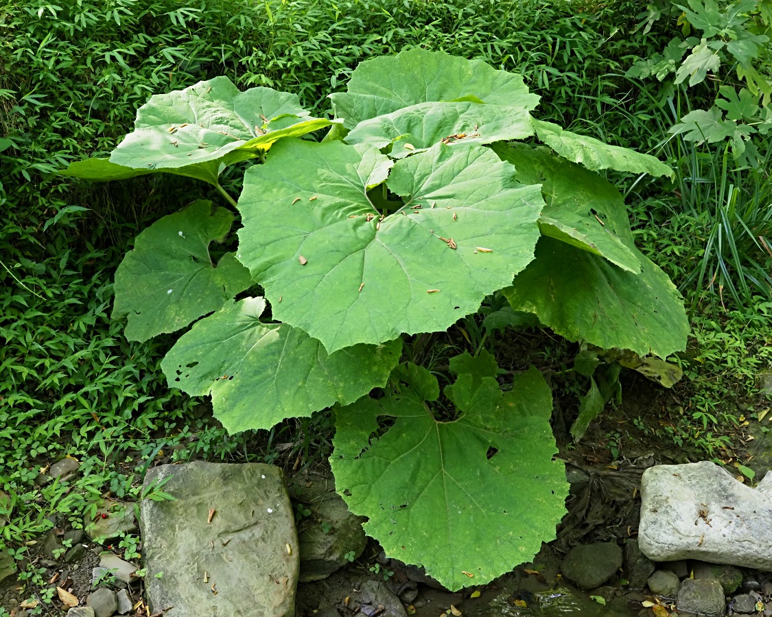 Изображение особи род Petasites.