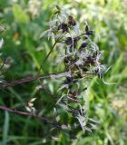 Clematis recta