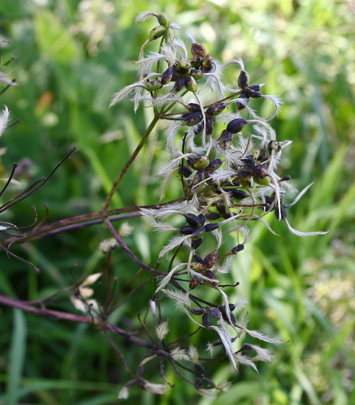Image of Clematis recta specimen.