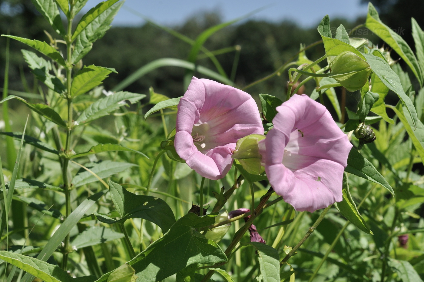Image of genus Calystegia specimen.