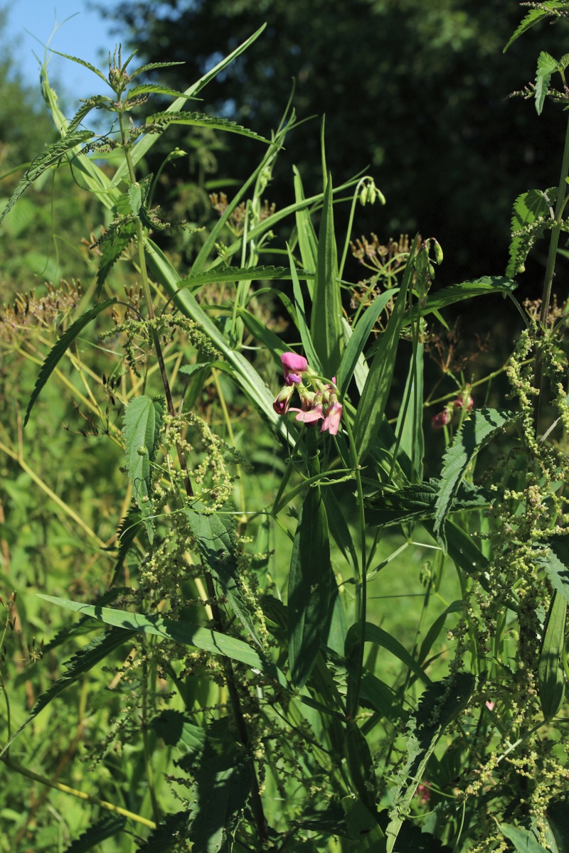 Image of Lathyrus sylvestris specimen.