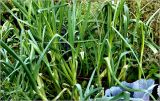 Allium porrum. Верхняя часть побега. Московская обл., Раменский р-н, окр. дер. Хрипань, садовый участок. 03.09.2026.