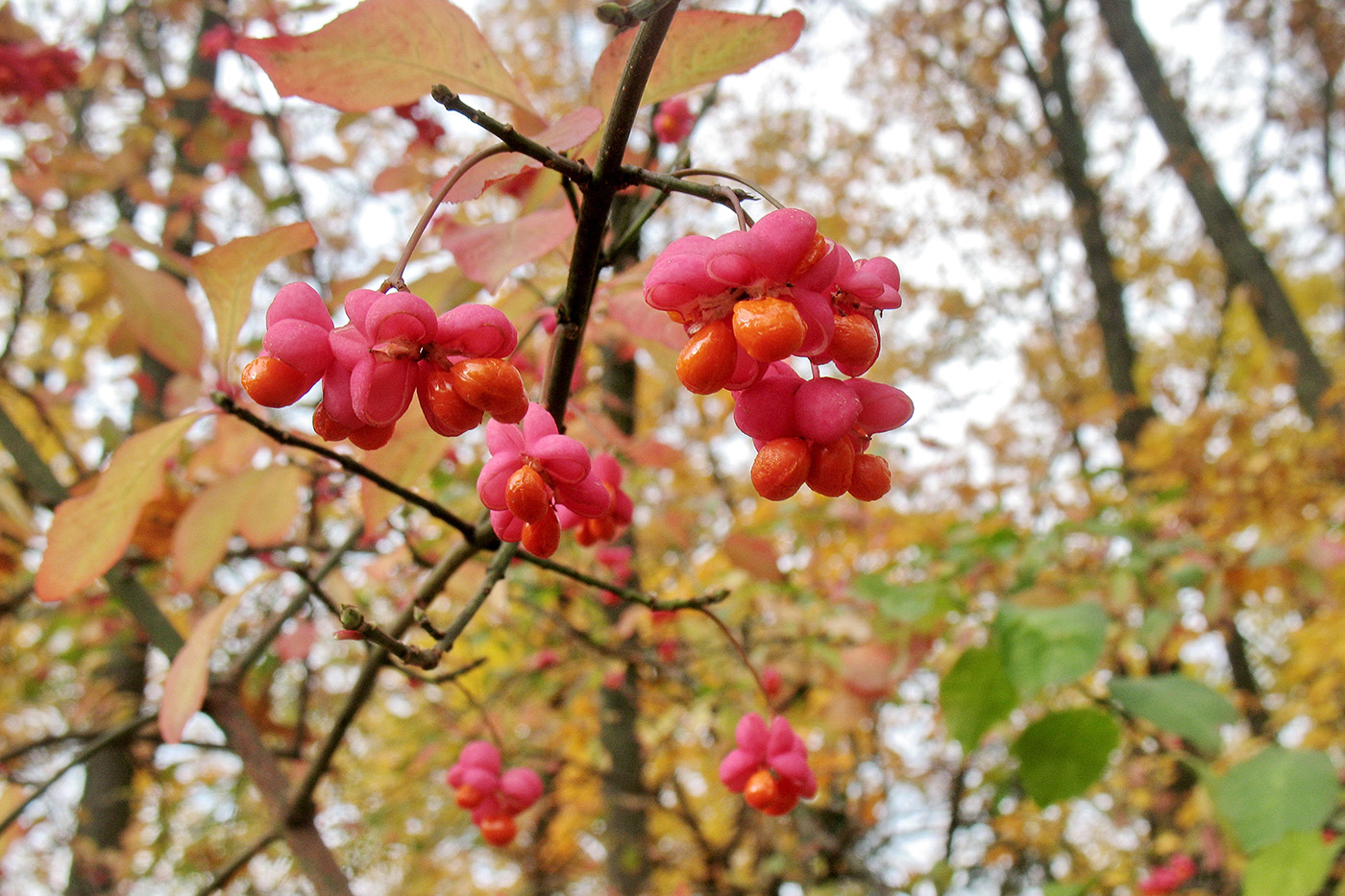 Image of Euonymus europaeus specimen.