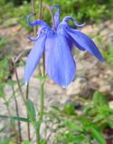 Aquilegia sibirica. Цветок. Читинская обл., Кыринский р-н, Сохондинский заповедник. 25.06.2004.