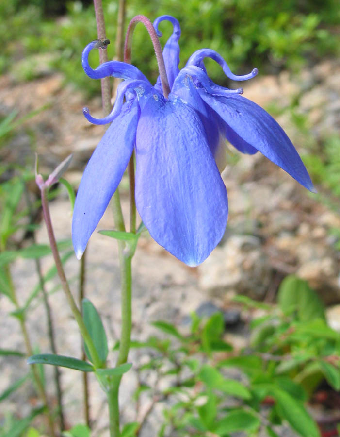 Image of Aquilegia sibirica specimen.