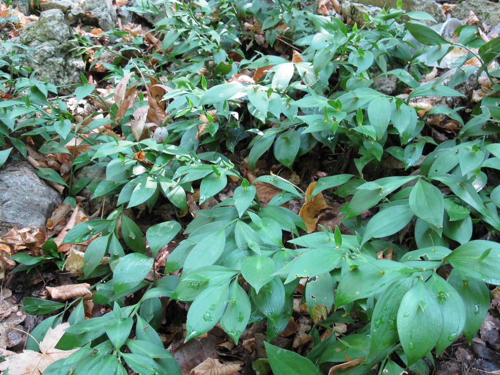 Изображение особи Ruscus hypoglossum.