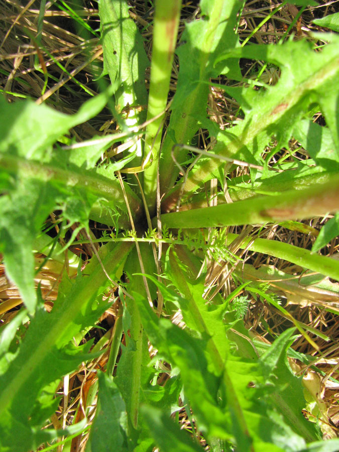 Изображение особи Taraxacum marklundii.