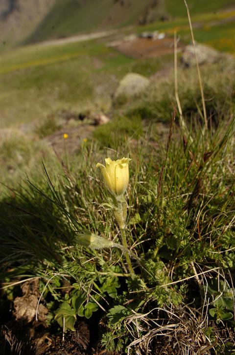 Image of Pulsatilla albana specimen.