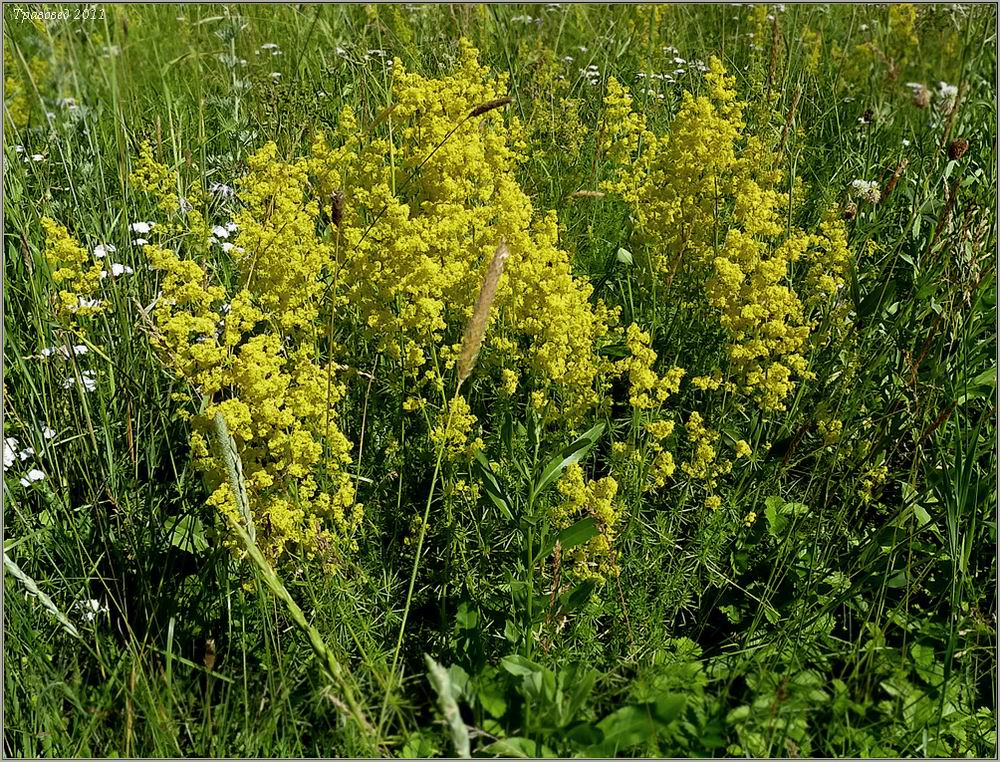 Изображение особи Galium verum.