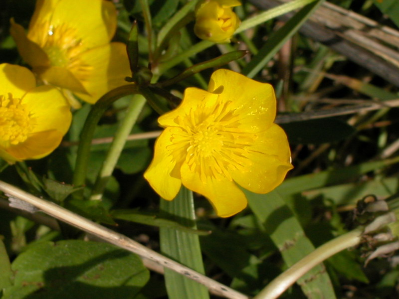 Image of Ranunculus repens specimen.