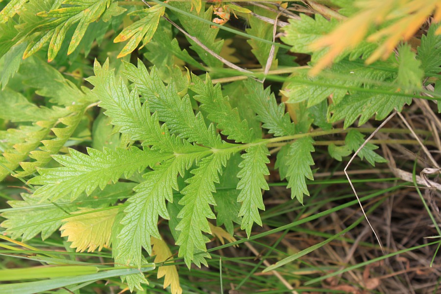 Изображение особи Potentilla longifolia.