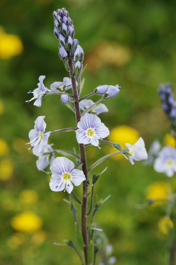 Image of Veronica gentianoides specimen.