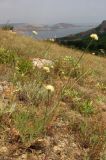 Cephalaria demetrii. Цветущее растение. ЮВ Крым, Карадаг, Северный перевал. 27 июля 2011 г.