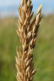 Calamagrostis neglecta. Часть соплодия. Окр. Архангельска, сырой луг близ реки. 13.08.2011.