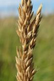 Calamagrostis neglecta