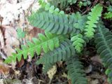 Blechnum spicant