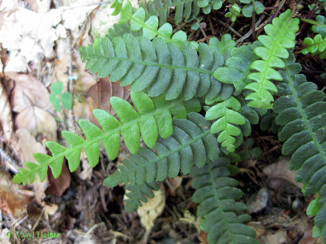 Image of Blechnum spicant specimen.