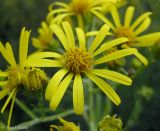 Senecio paludosus. Соцветия-корзинки. Украина, Волынская обл., Ратновский р-н, северо-восточнее с. Залухов, возле оз. Святое, осушенное болото. 28 июля 2011 г.