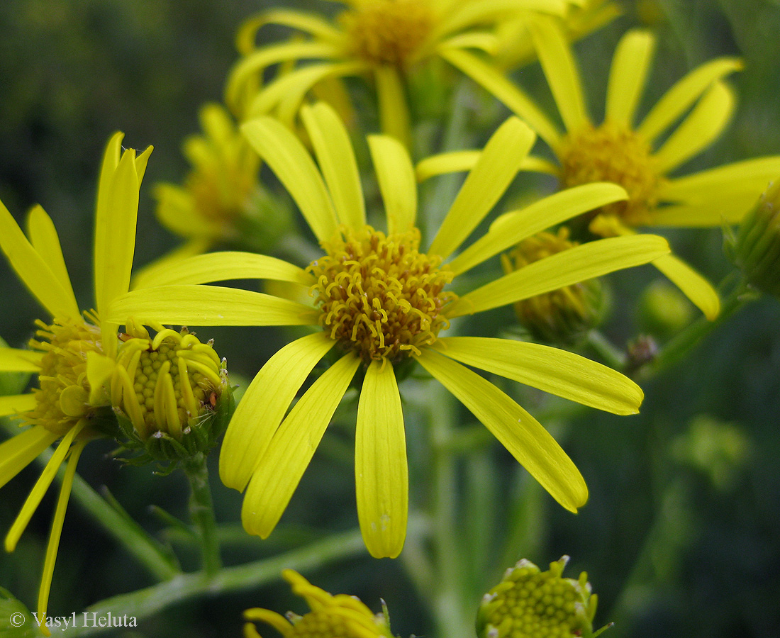 Image of Senecio paludosus specimen.