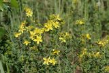 Hypericum perforatum. Верхушки цветущих растений. Московская обл., Раменский р-н, Хрипань, луг. 27.06.2007.