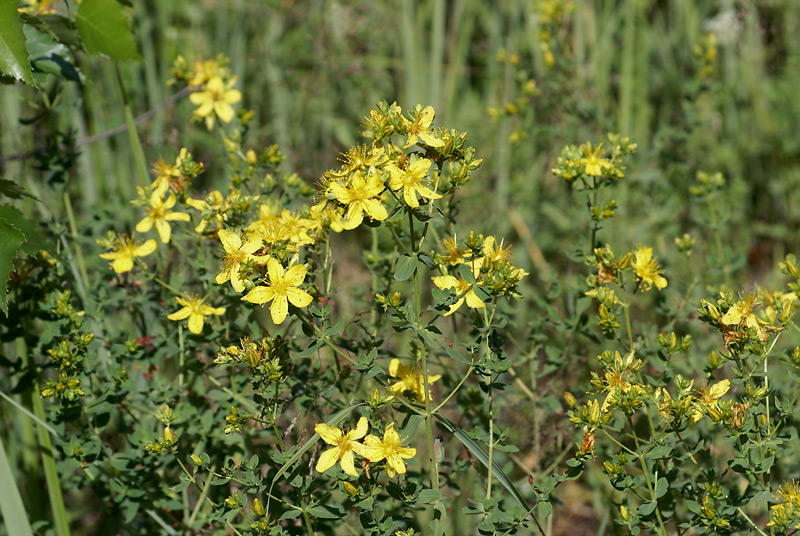 Image of Hypericum perforatum specimen.