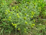 Matricaria discoidea. Цветущее растение. Ярославская обл., Углисчкий р-н, дер. Савино, обочина полевой дороги. 24.06.2011.