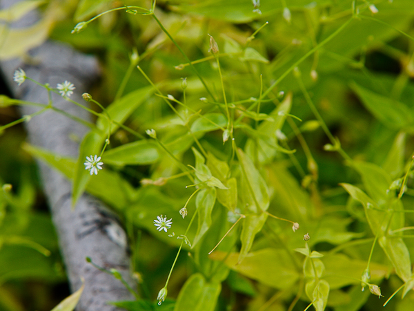 Image of Stellaria fenzlii specimen.