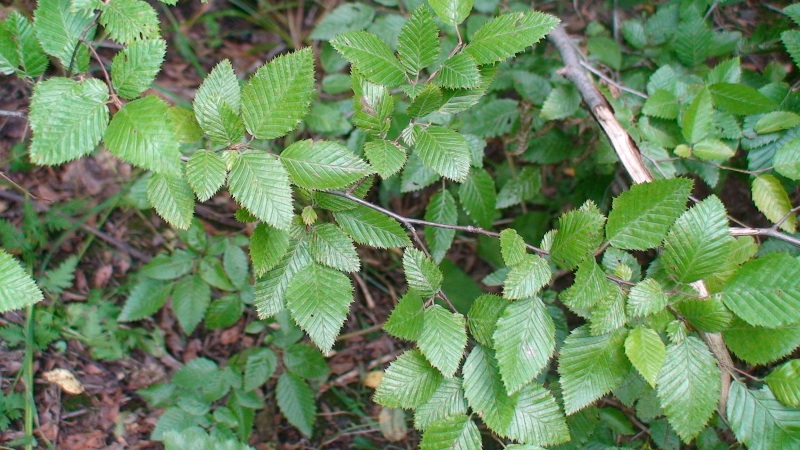 Изображение особи Carpinus betulus.