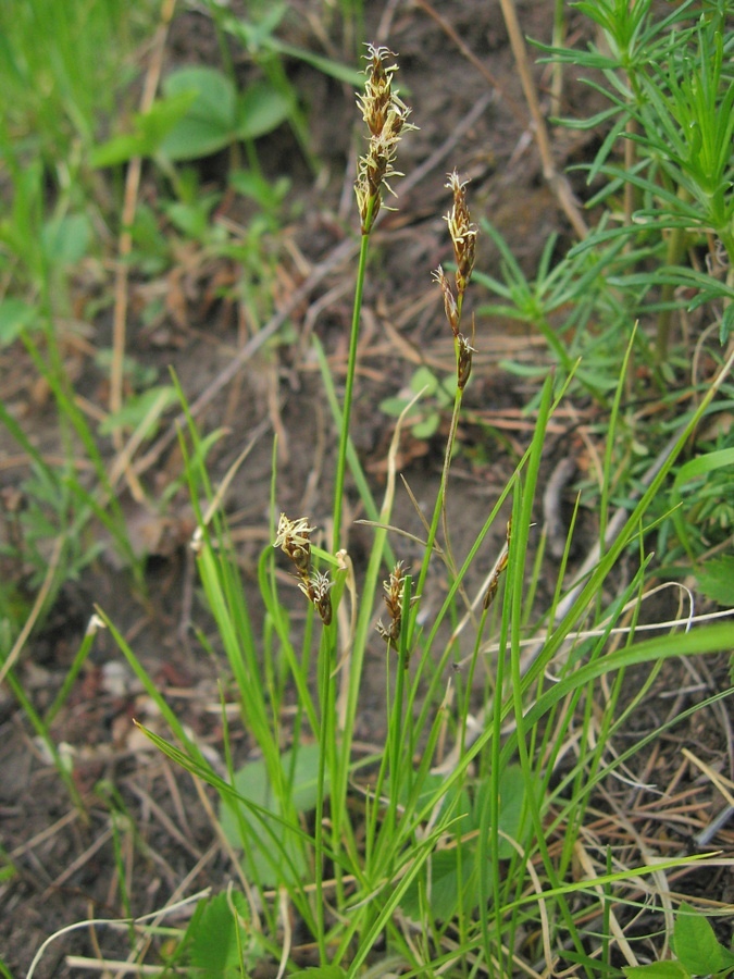 Изображение особи Carex praecox.