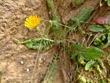 Crepis aculeata