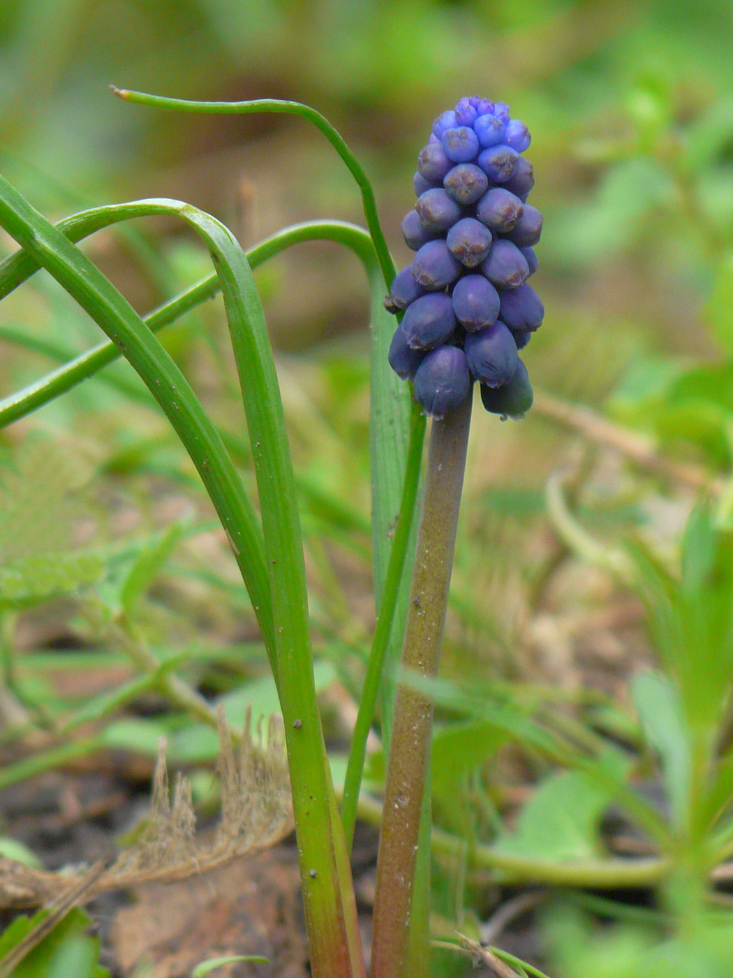 Изображение особи Muscari neglectum.